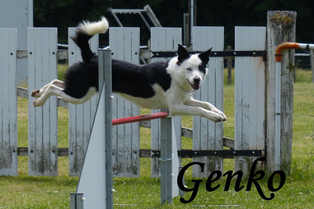 Genko (Sans Affixe)