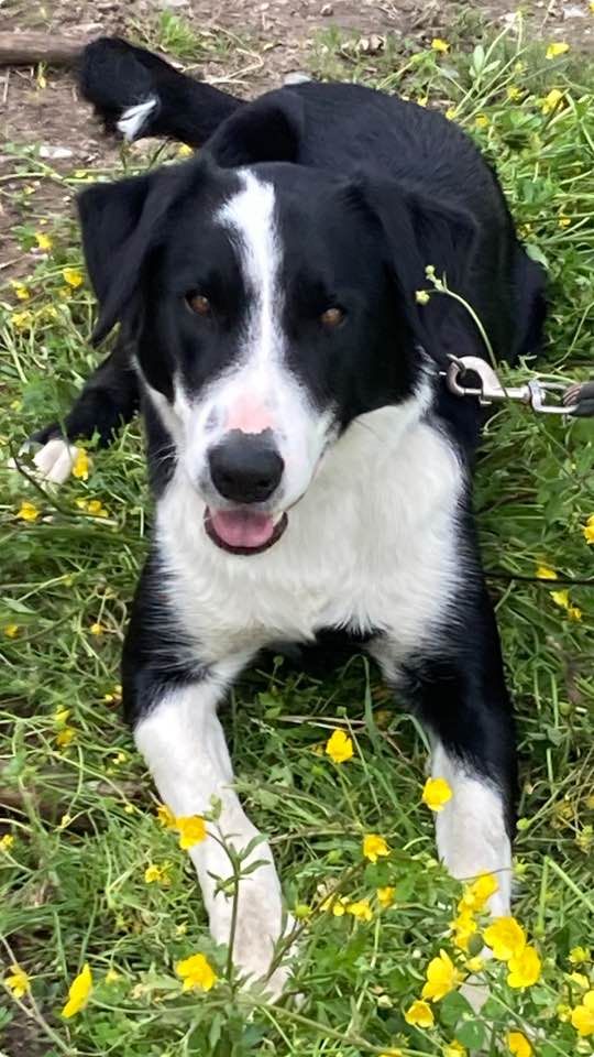 Des Winds Of Eole - Chiot disponible  - Border Collie